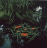 1987-Goldsworthy-Andy-Laid-iris-blades-on-pond