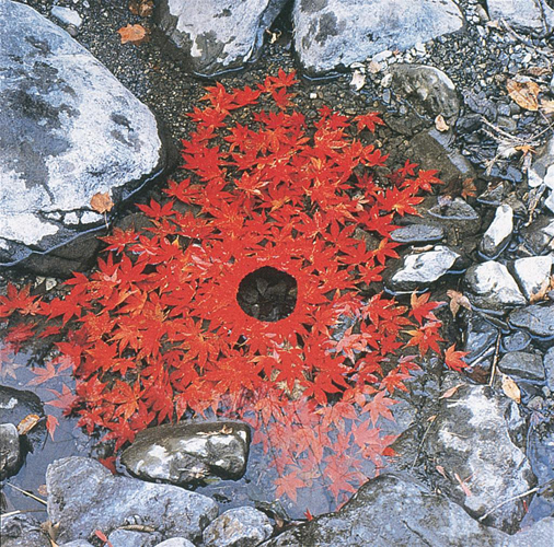 1987-Goldsworthy-Andy-Japanese-maple-leaves